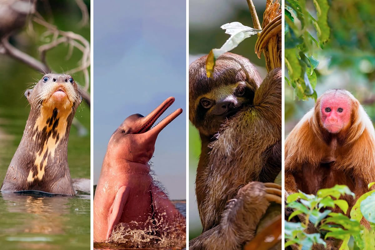 Selva Ecolodge